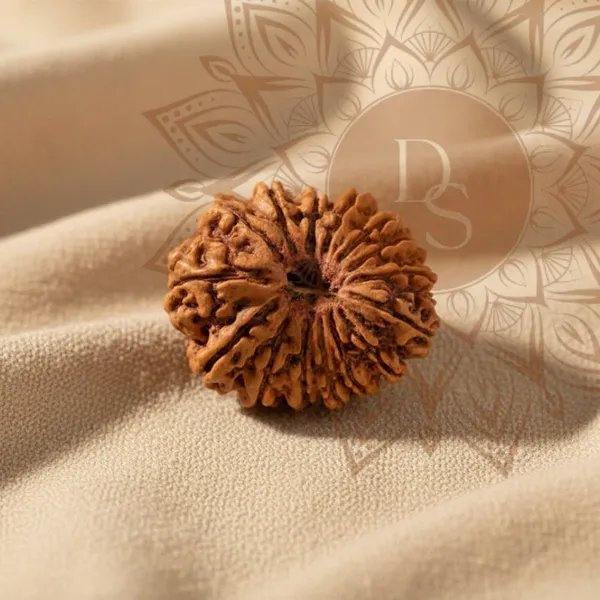 16_Mukhi_Rudraksha_Bead_(Indonesian)