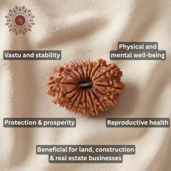 18_Mukhi_Rudraksha_Bead_(Indonesian)