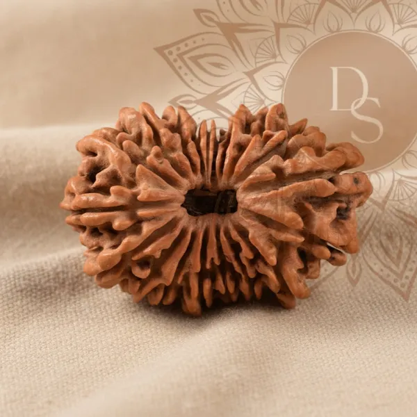 19_Mukhi_Rudraksha_Bead_(Indonesian)