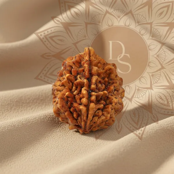 2_Mukhi_Rudraksha_Bead_(Nepali)