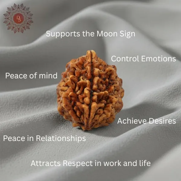 2_Mukhi_Rudraksha_Bead_(Nepali)