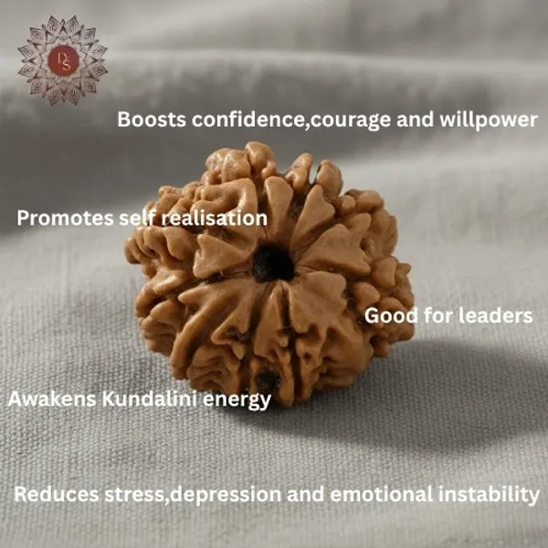 9_Mukhi_Rudraksha_Bead_(Nepali)