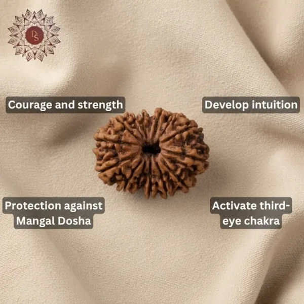 14_Mukhi_Rudraksha_Bead_(Indonesia)