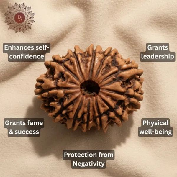 12_Mukhi_Rudraksha_Bead_(Nepali)