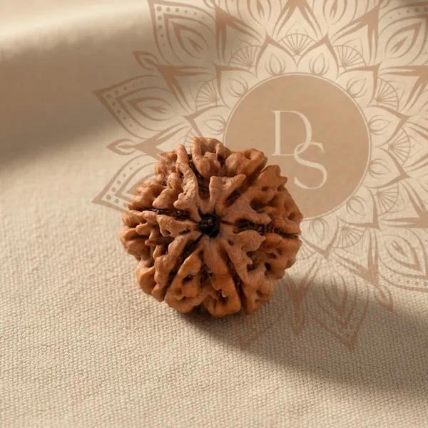 6_Mukhi_Rudraksha_Bead_(Nepali)