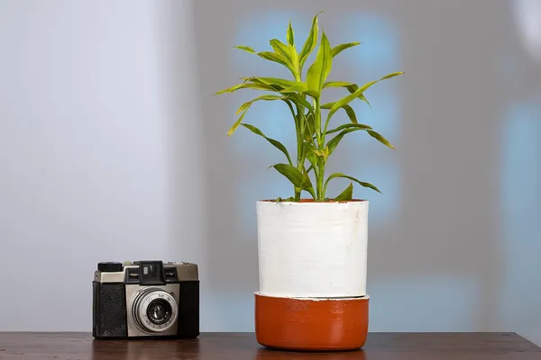 Terracotta_Self_Watering_Planter