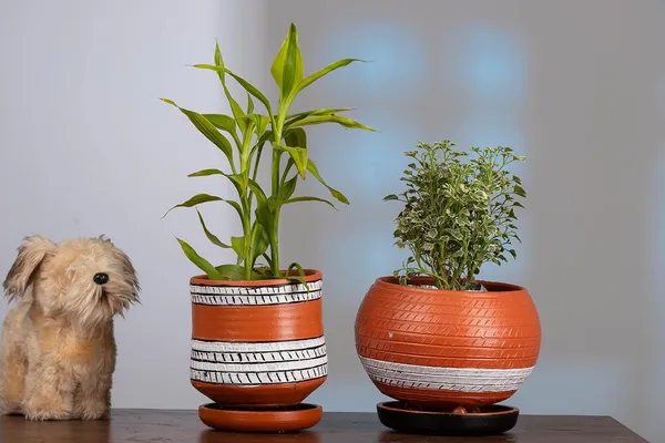 Terracotta_Self_Watering_Planter
