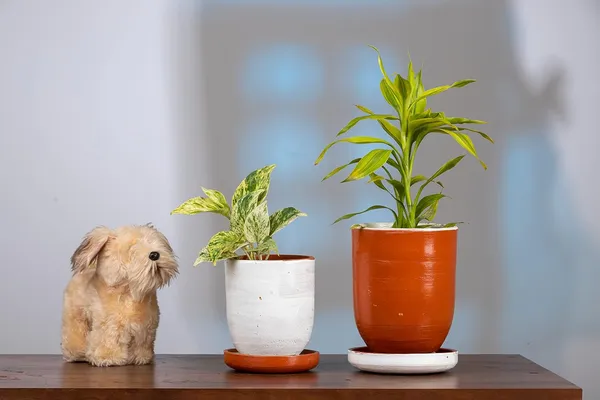 Terracotta_Self_Watering_Planter