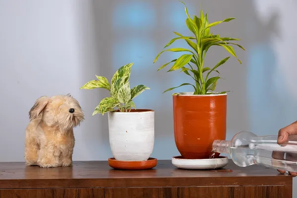 Terracotta_Self_Watering_Planter