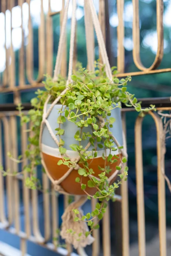 Terracotta_Hanging_Planter