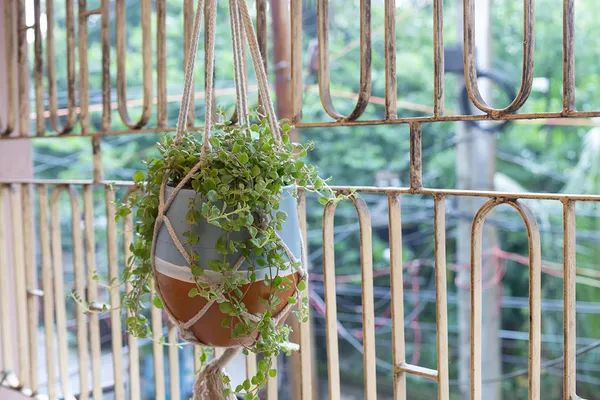Terracotta_Hanging_Planter