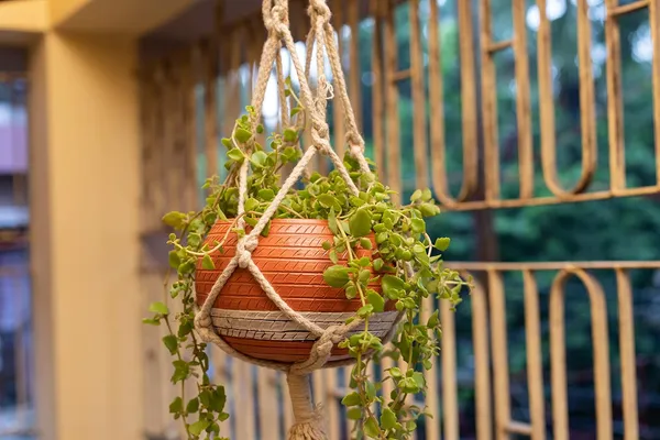 Terracotta_Hanging_Planter
