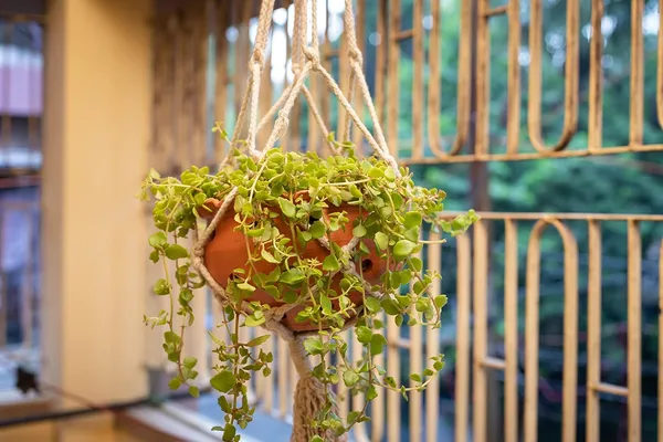 Terracotta_Hanging_Planter