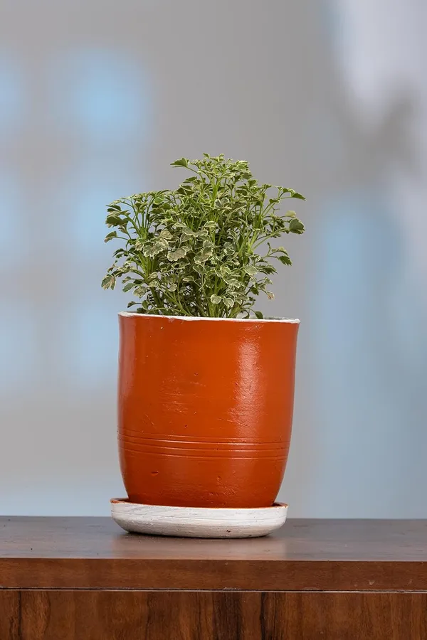 Terracotta_Self_Watering_Planter