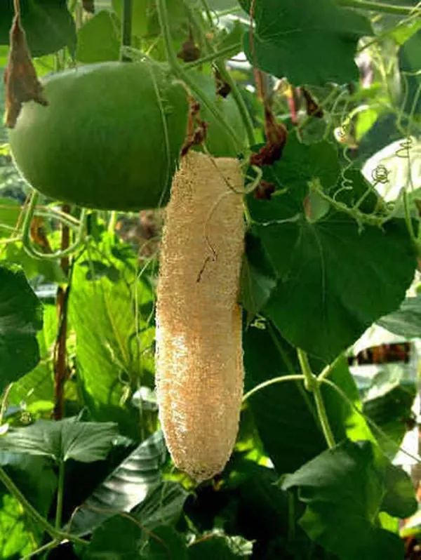 Natural_Loofah_Bath_Sponge