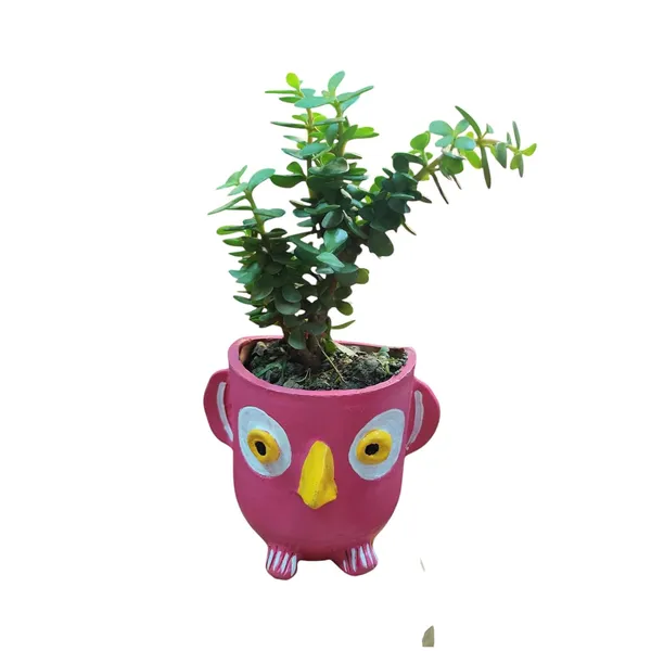 Jade_Plant_In_Ceramic_Owl_Pot