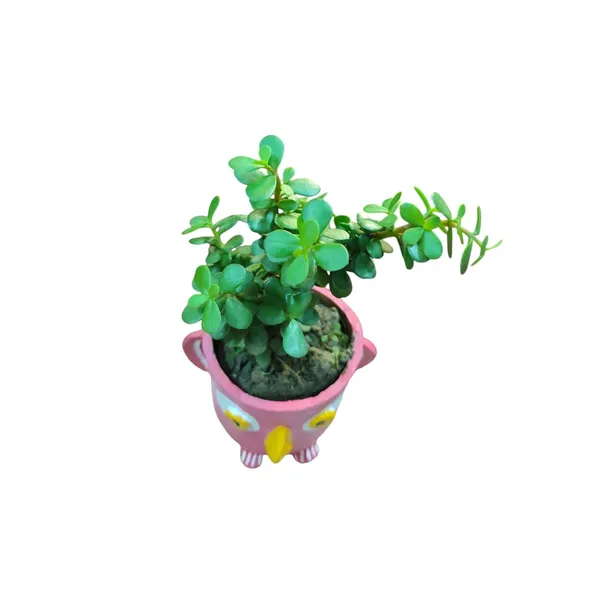 Jade_Plant_In_Ceramic_Owl_Pot
