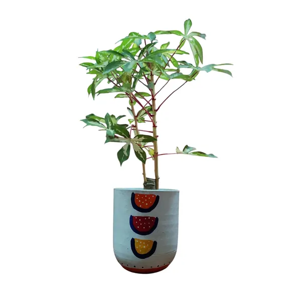 Variegated_Manihot_Esculenta_In_Ceramic_Pot