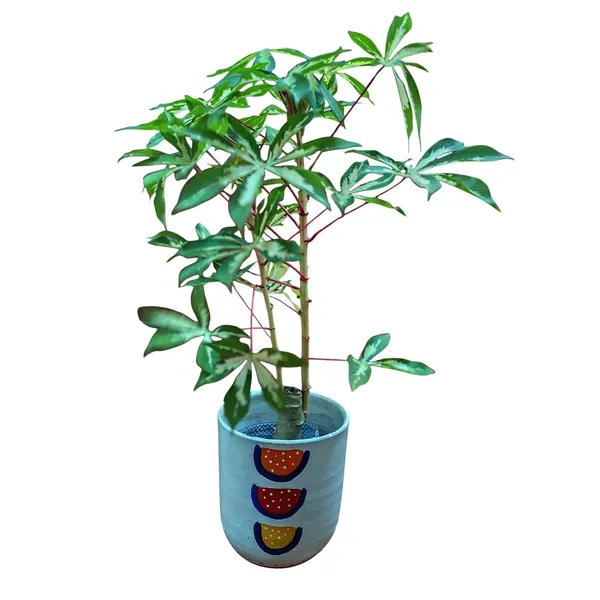 Variegated_Manihot_Esculenta_In_Ceramic_Pot