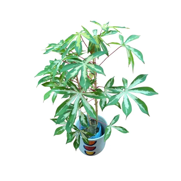 Variegated_Manihot_Esculenta_In_Ceramic_Pot