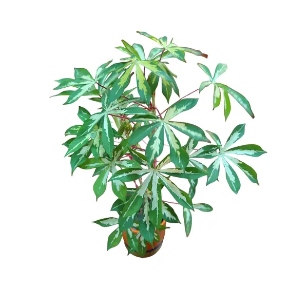 Variegated_Manihot_Esculenta_In_Terracotta_Pot