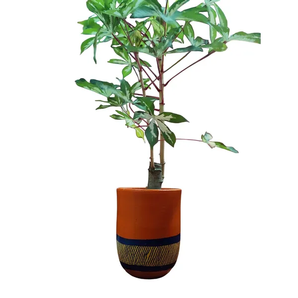 Variegated_Manihot_Esculenta_In_Terracotta_Pot