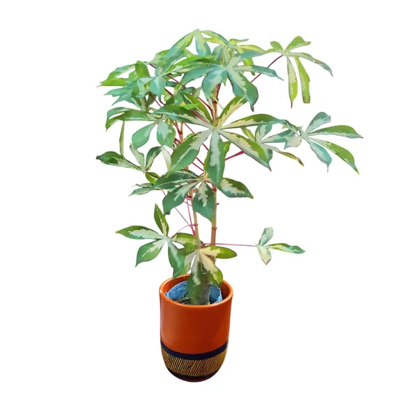 Variegated_Manihot_Esculenta_In_Terracotta_Pot