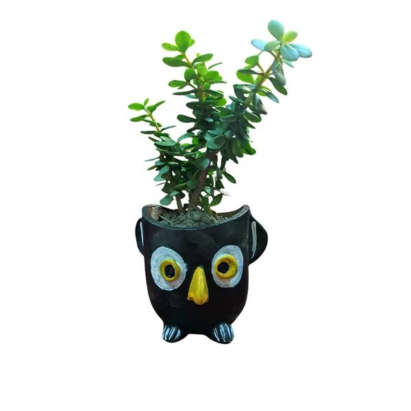 Jade_Plant_With_Terracotta_Pot