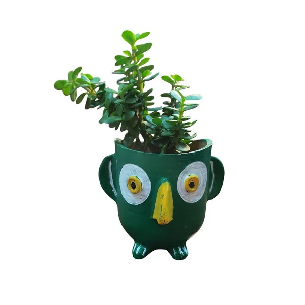 Jade_Plant_With_Terracotta_Pot
