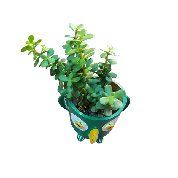Jade_Plant_With_Terracotta_Pot