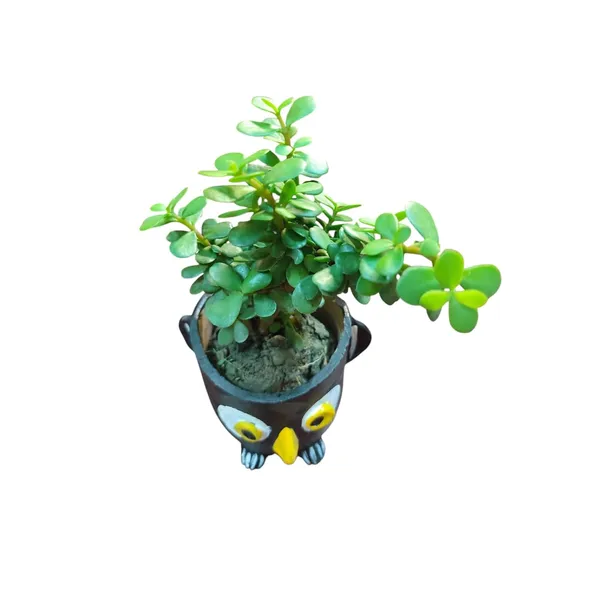Jade_Plant_With_Terracotta_Pot