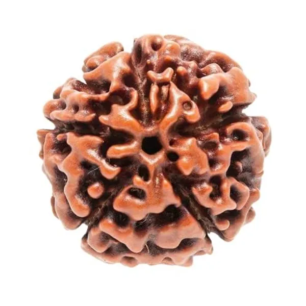 5_Mukhi_Rudraksha_Bead