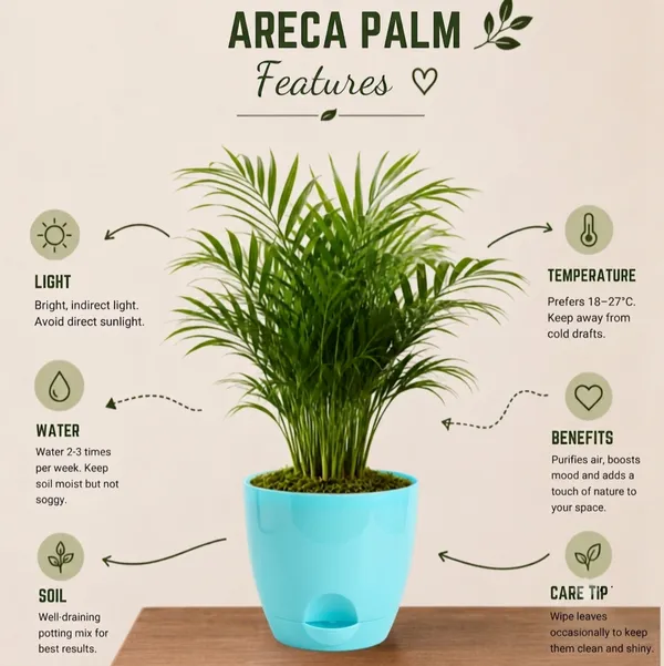 Areca_Palm_Live_Indoor_Tropical_Foliage_Plant_