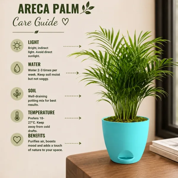 Areca_Palm_Live_Indoor_Tropical_Foliage_Plant_