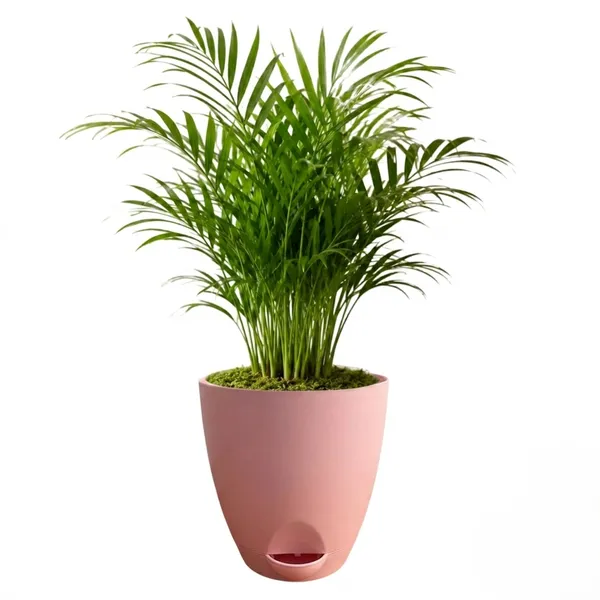 Areca_Palm_Live_Indoor_Tropical_Foliage_Plant_