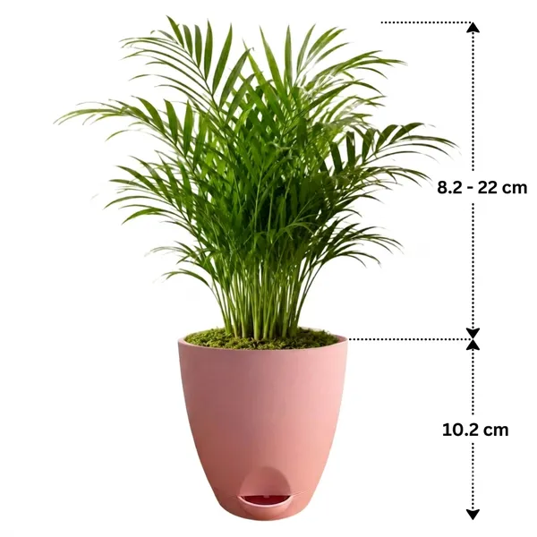 Areca_Palm_Live_Indoor_Tropical_Foliage_Plant_