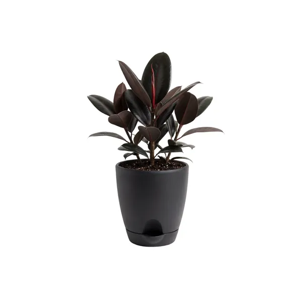 Rubber_Plant_Live_Indoor_Living_Room_Foliage_