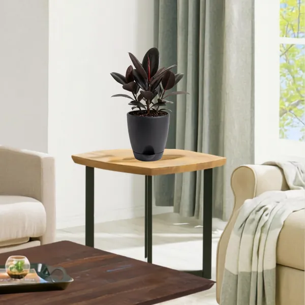 Rubber_Plant_Live_Indoor_Living_Room_Foliage_