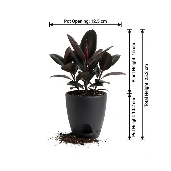 Rubber_Plant_Live_Indoor_Living_Room_Foliage_