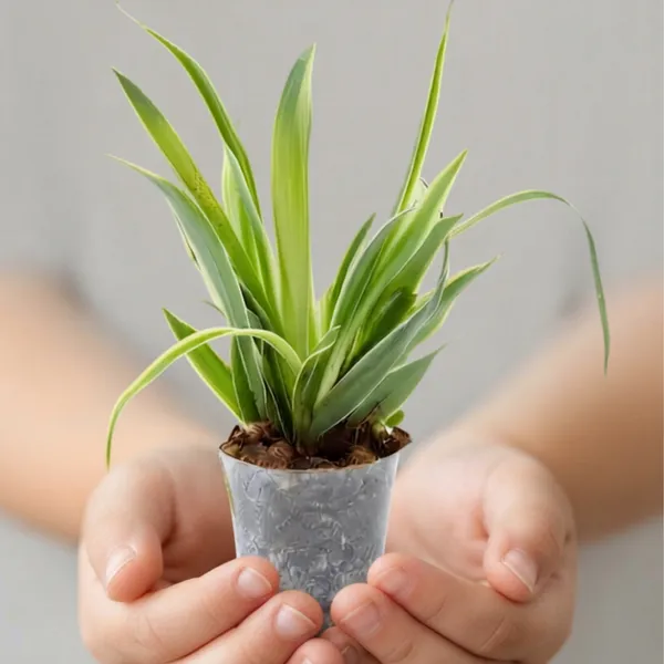 Spider_plant_(Plastic_Shot)