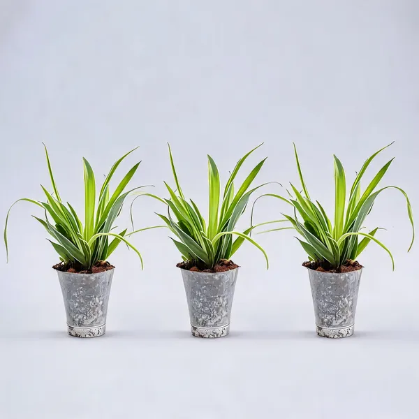 Spider_Plant_In_Plastic_Pot_Indoor_Air_Purifying_Pack_Of_3