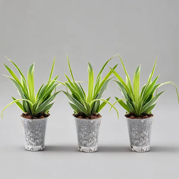 Spider_Plant_In_Plastic_Pot_Indoor_Air_Purifying_Pack_Of_3