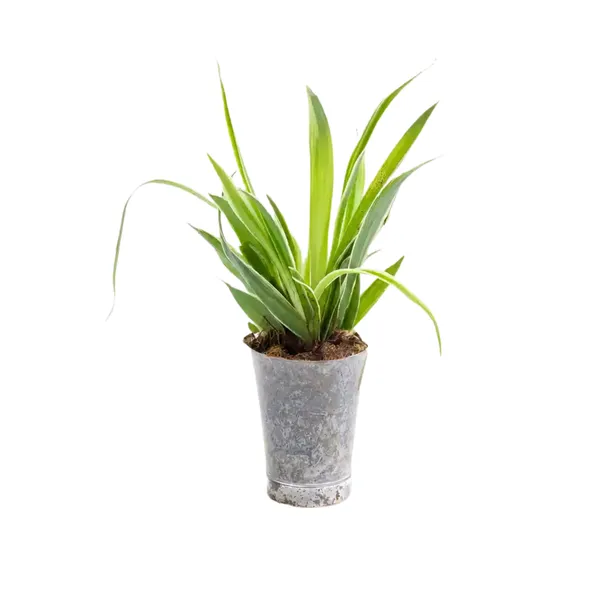 Spider_Plant_In_Plastic_Pot_Indoor_Air_Purifying_Pack_Of_3