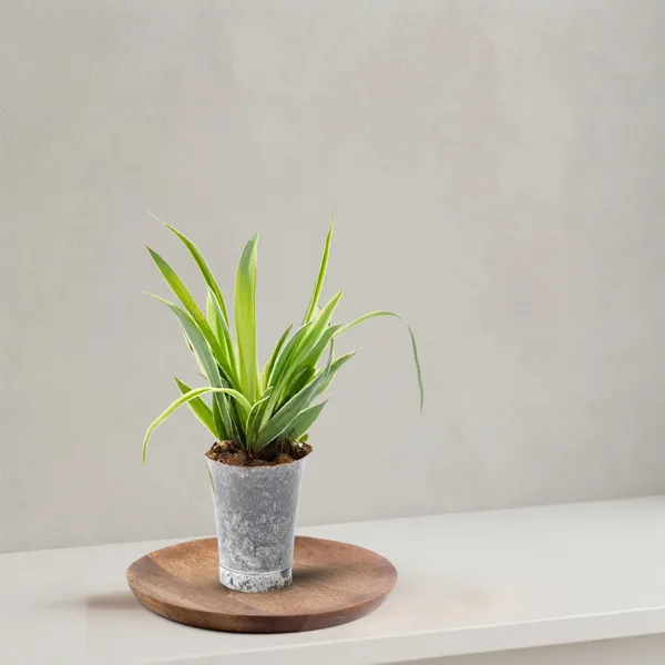 Spider_Plant_In_Plastic_Pot_Indoor_Air_Purifying_Pack_Of_3