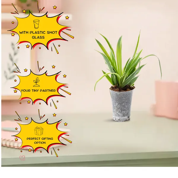 Spider_Plant_In_Plastic_Pot_Indoor_Air_Purifying_Pack_Of_3