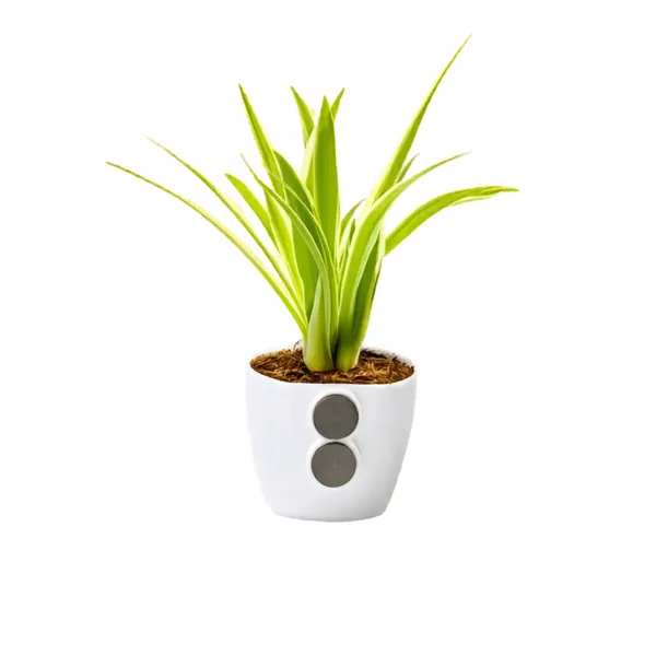 Spider_plant_(Magnetic_Glass)