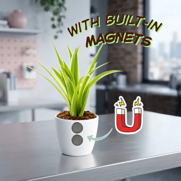 Spider_plant_(Magnetic_Glass)