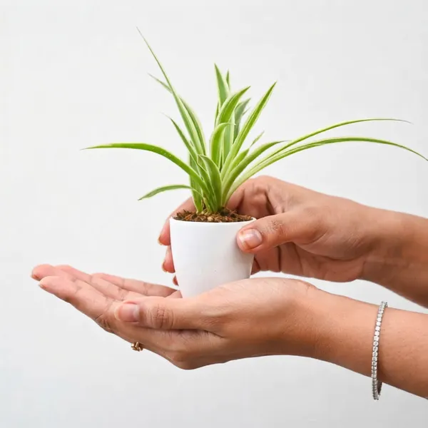 Spider_plant_(Magnetic_Glass)