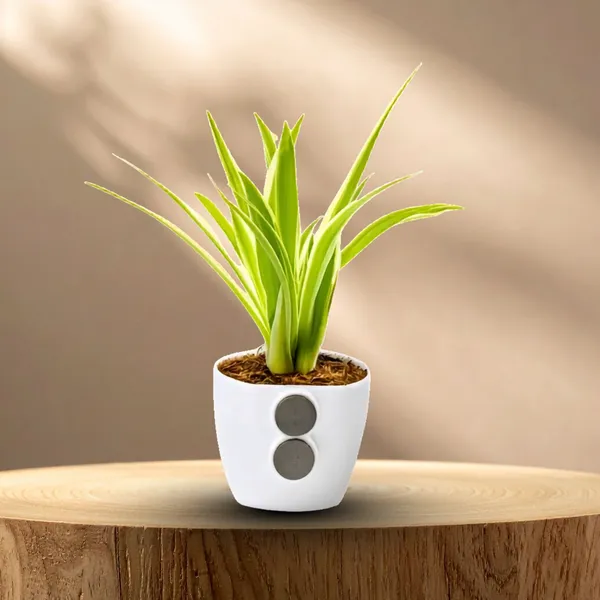 Spider_plant_(Magnetic_Glass)