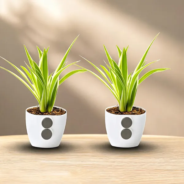 Spider_Plant_In_Magnetic_Glass_Fridge_Display_Pack_Of_2